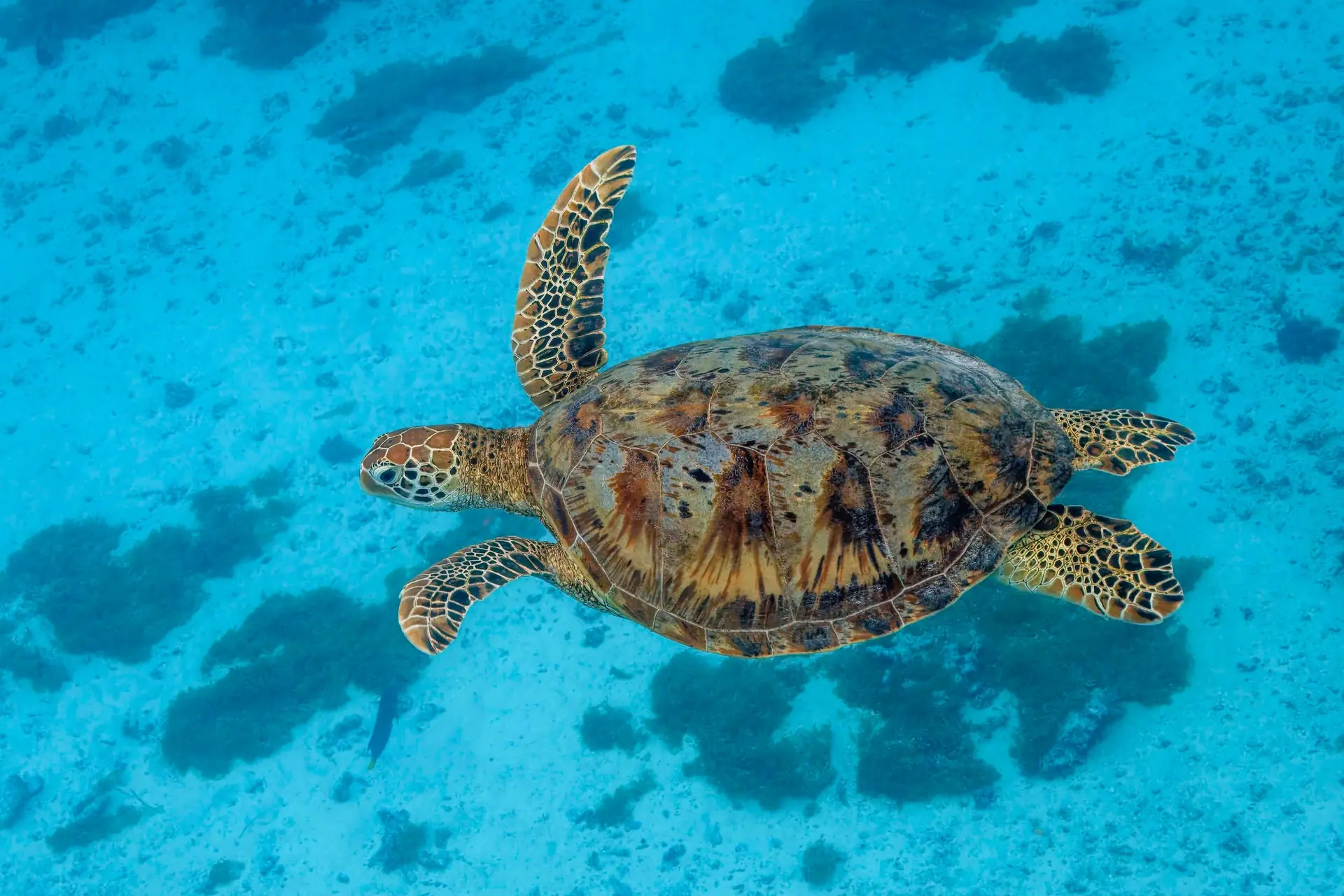 Une tortue verte nage au-dessus du fond sableux du lagon, au large de Moorea.