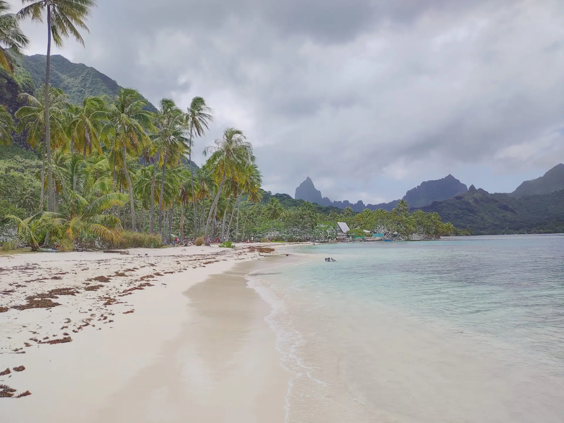 La plage publique de Ta’ahiamanu, à Moorea, bordée de cocotiers.